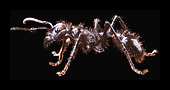 Bullet Ant - click for larger image